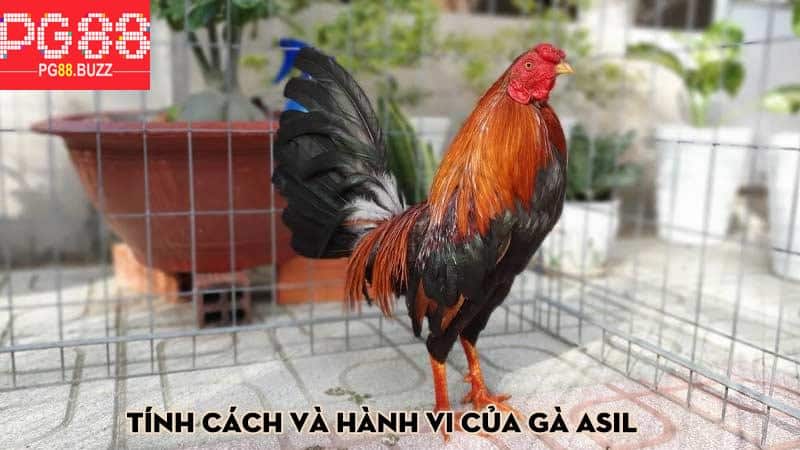 Tính cách và hành vi của gà Asil