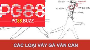 Các loại vảy gà vấn cán