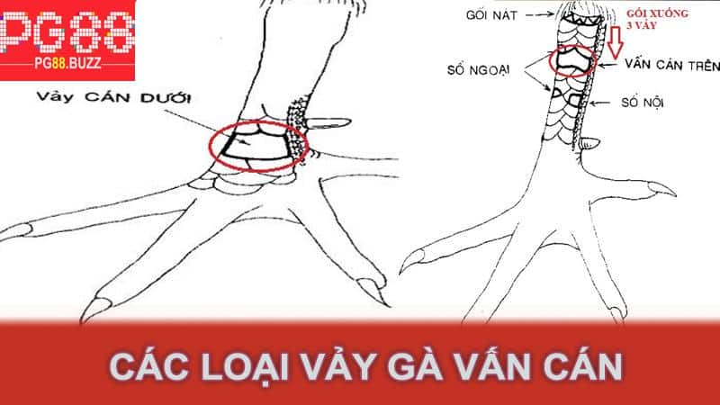 Các loại vảy gà vấn cán