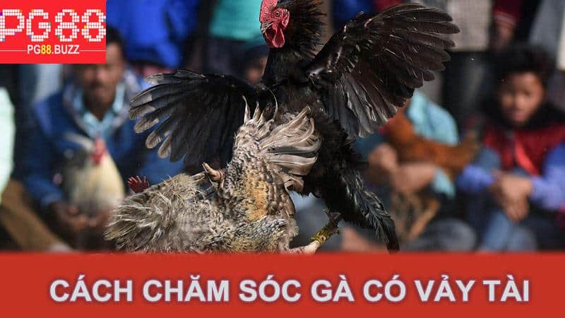 Cách Chăm Sóc Gà Có Vảy Tài