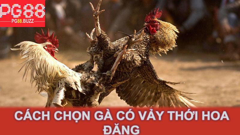 Cách chọn gà có vảy thới hoa đăng