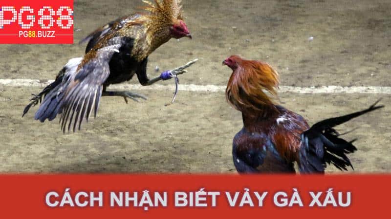 Cách nhận biết vảy gà xấu