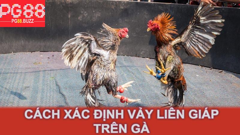 Cách xác định vảy liên giáp trên gà