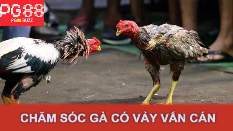 Chăm sóc gà có vảy vấn cán