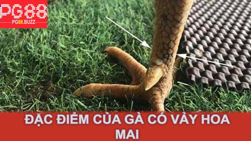 Đặc điểm của gà có vảy hoa mai