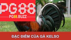 Đặc điểm của gà Kelso