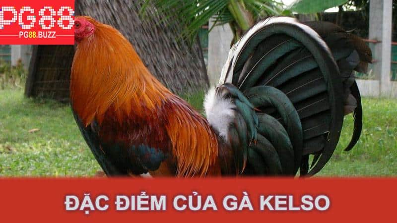 Đặc điểm của gà Kelso