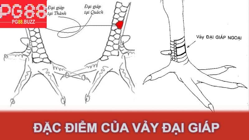 Đặc điểm của vảy đại giáp