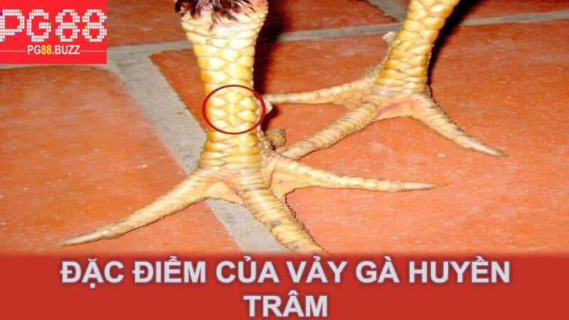 Đặc điểm của vảy gà huyền trâm