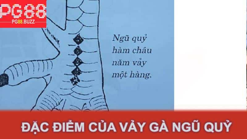 Đặc điểm của vảy gà ngũ quỷ