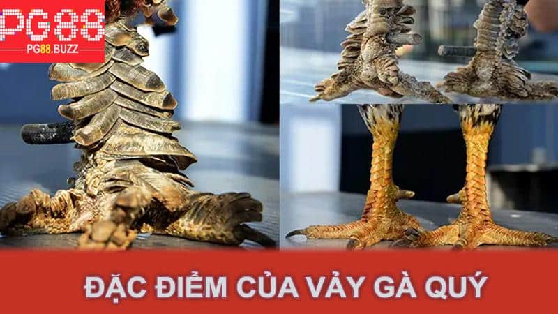 Đặc Điểm Của Vảy Gà Quý