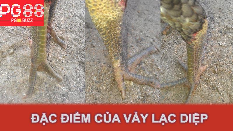 Đặc điểm của vảy lạc diệp