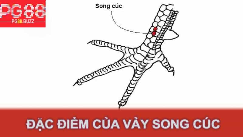 Đặc điểm của vảy song cúc