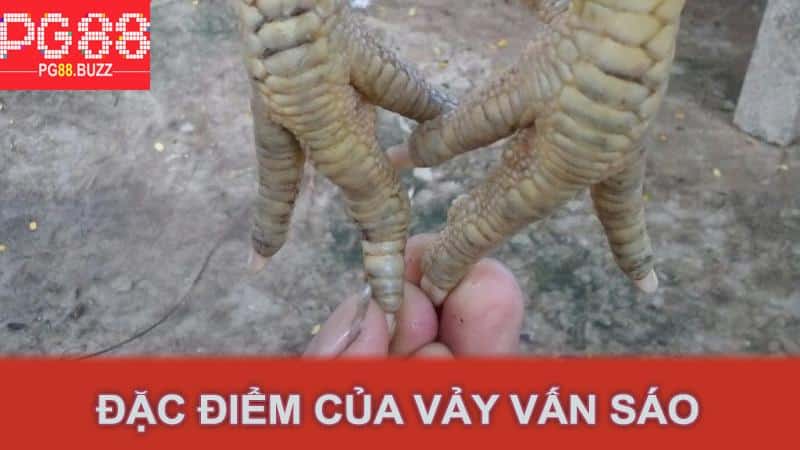 Đặc điểm của vảy vấn sáo