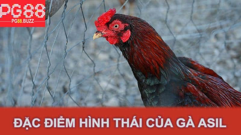 Đặc điểm hình thái của gà Asil