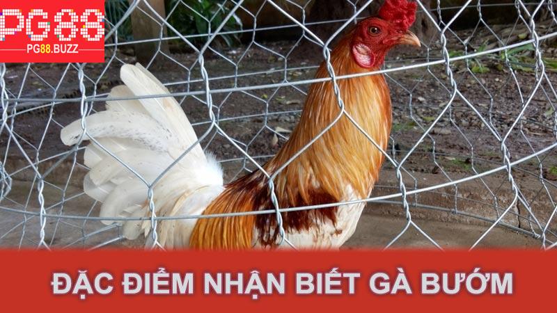 Đặc điểm nhận biết gà bướm