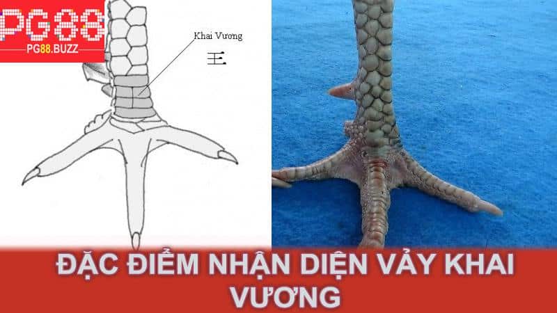 Đặc điểm nhận diện vảy khai vương