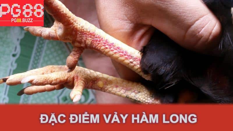 Đặc điểm vảy hàm long