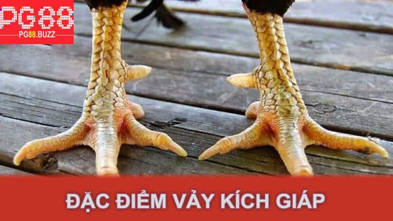 Đặc điểm vảy kích giáp