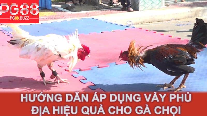 Hướng dẫn áp dụng vảy phủ địa hiệu quả cho gà chọi