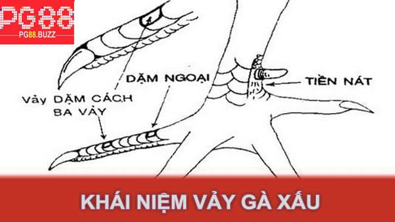 Khái niệm vảy gà xấu