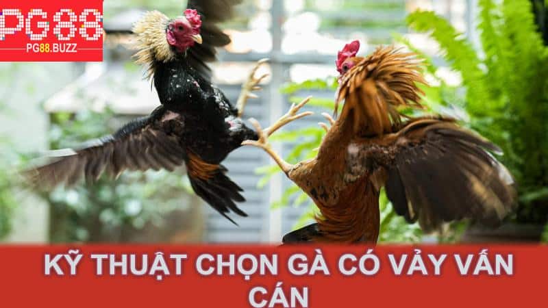 Kỹ thuật chọn gà có vảy vấn cán