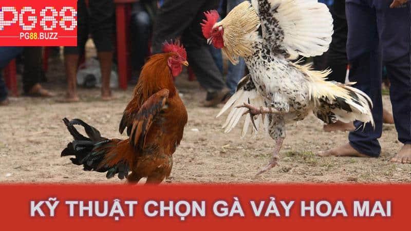 Kỹ thuật chọn gà vảy hoa mai