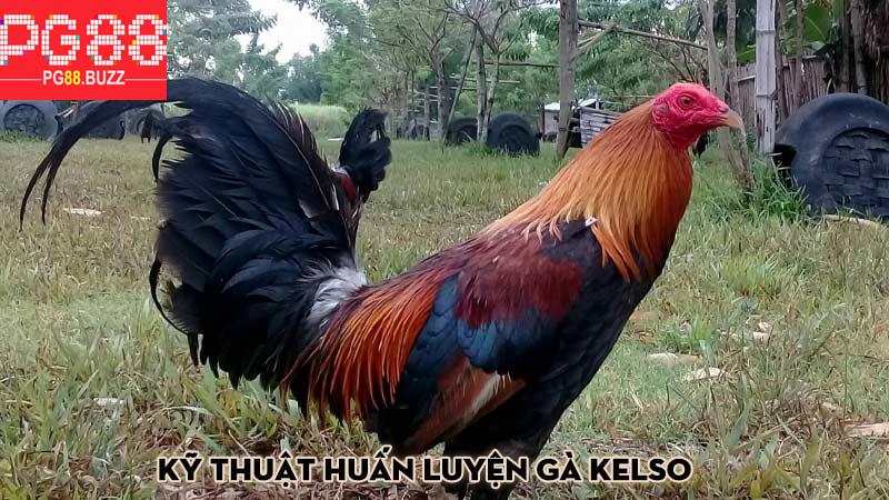 Kỹ thuật huấn luyện gà Kelso