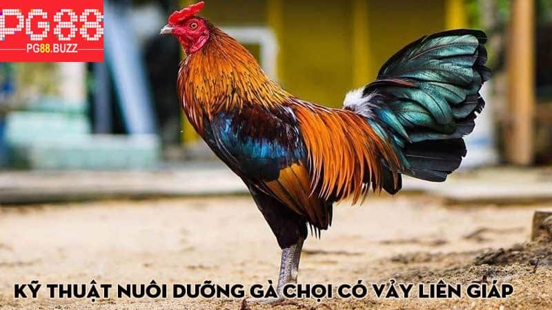 Kỹ thuật nuôi dưỡng gà chọi có vảy liên giáp