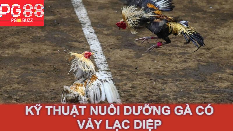 Kỹ thuật nuôi dưỡng gà có vảy lạc diệp