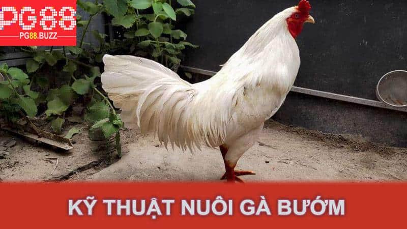 Kỹ thuật nuôi gà bướm