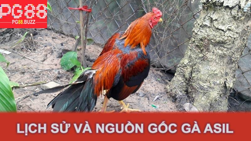 Lịch sử và nguồn gốc gà Asil