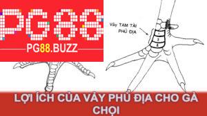 Lợi ích của vảy phủ địa cho gà chọi