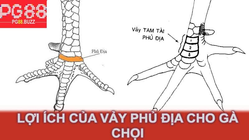 Lợi ích của vảy phủ địa cho gà chọi