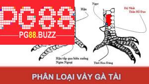 Phân Loại Vảy Gà Tài