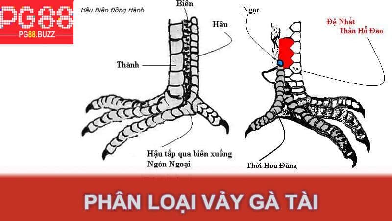 Phân Loại Vảy Gà Tài