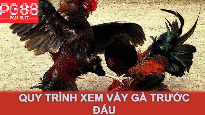 Quy trình xem vảy gà trước đấu