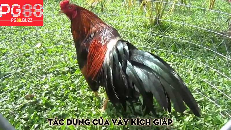 Tác dụng của vảy kích giáp