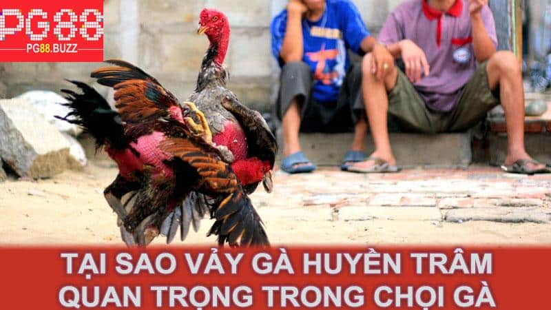 Tại sao vảy gà huyền trâm quan trọng trong chọi gà