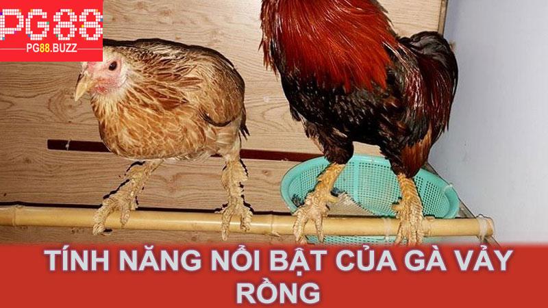 Tính Năng Nổi Bật Của Gà Vảy Rồng