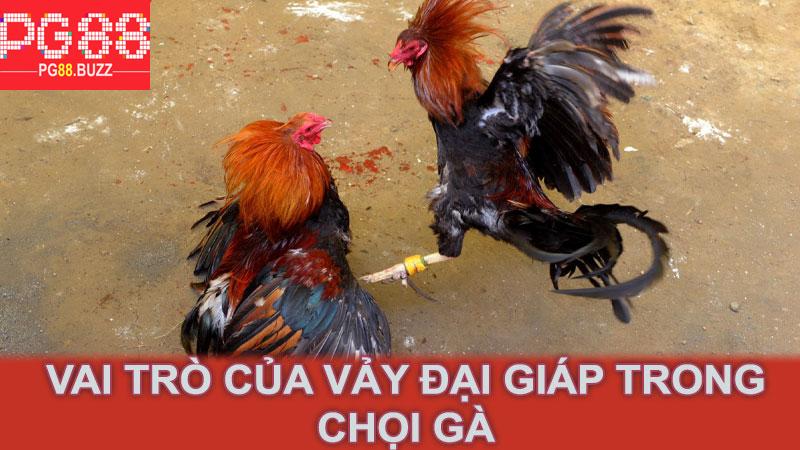 Vai trò của vảy đại giáp trong chọi gà