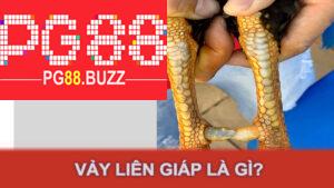 Vảy liên giáp là gì?