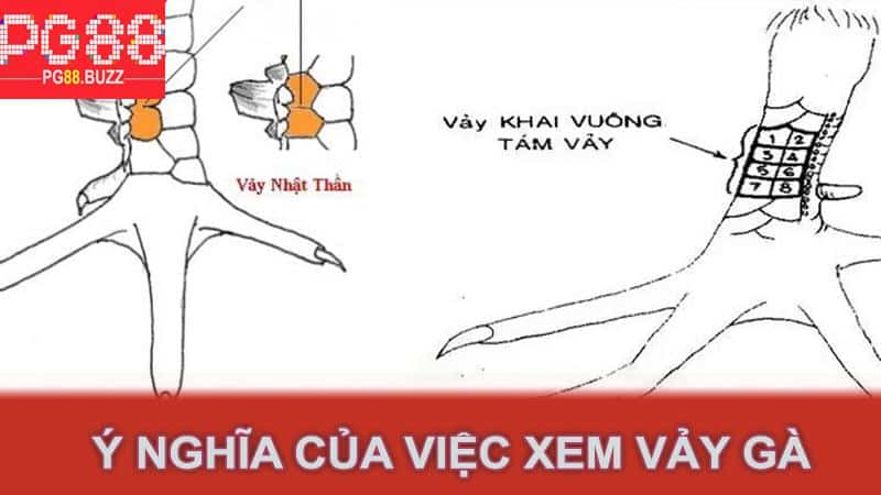 Ý nghĩa của việc xem vảy gà