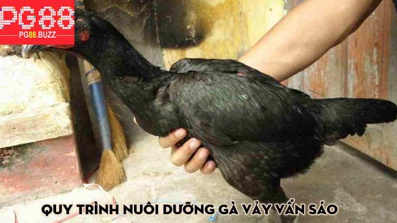 Quy trình nuôi dưỡng gà vảy vấn sáo