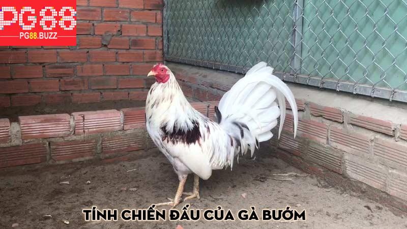 Tính chiến đấu của gà bướm