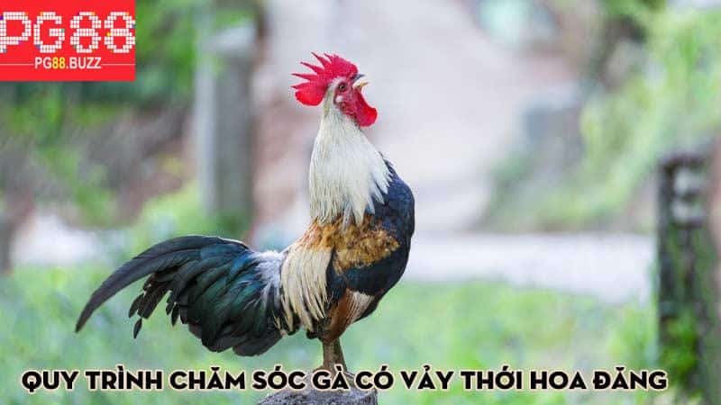 Quy trình chăm sóc gà có vảy thới hoa đăng