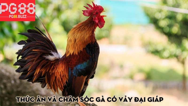 Thức ăn và chăm sóc gà có vảy đại giáp