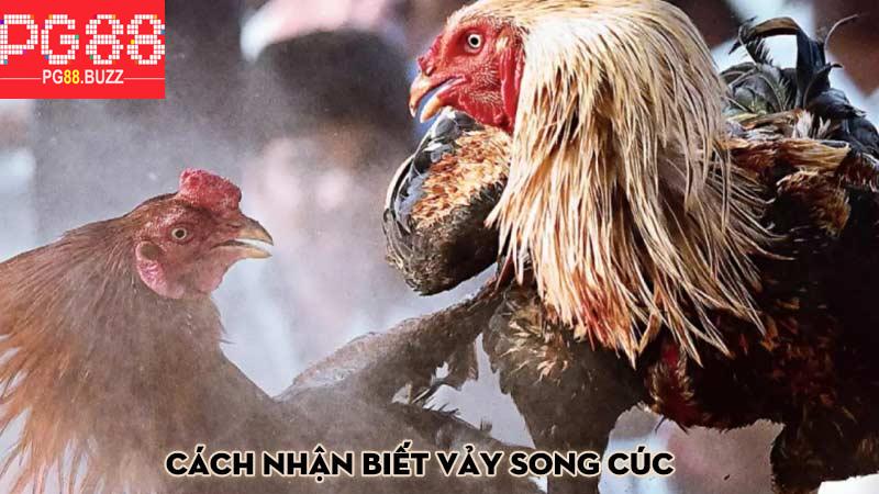 Cách nhận biết vảy song cúc