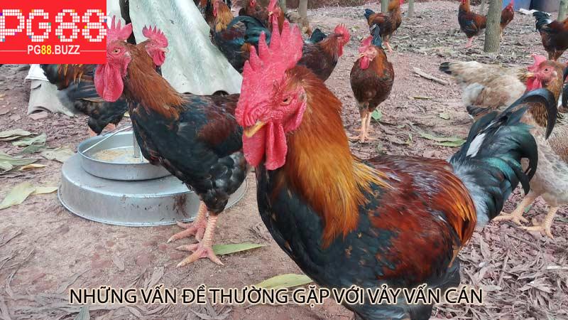 Những vấn đề thường gặp với vảy vấn cán