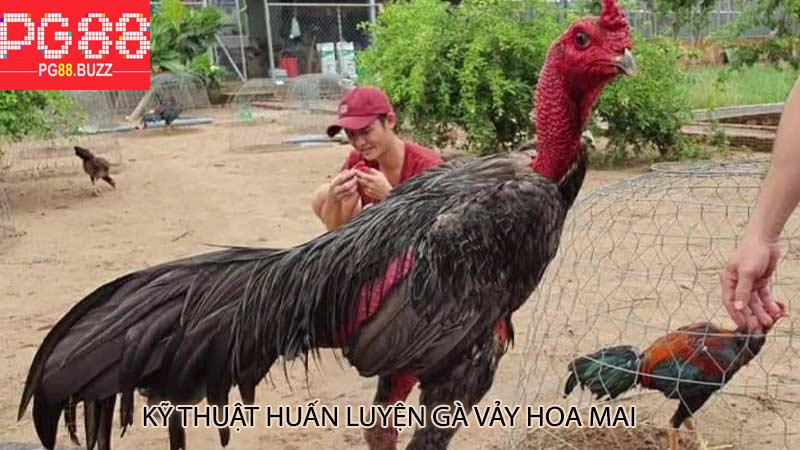 Kỹ thuật huấn luyện gà vảy hoa mai